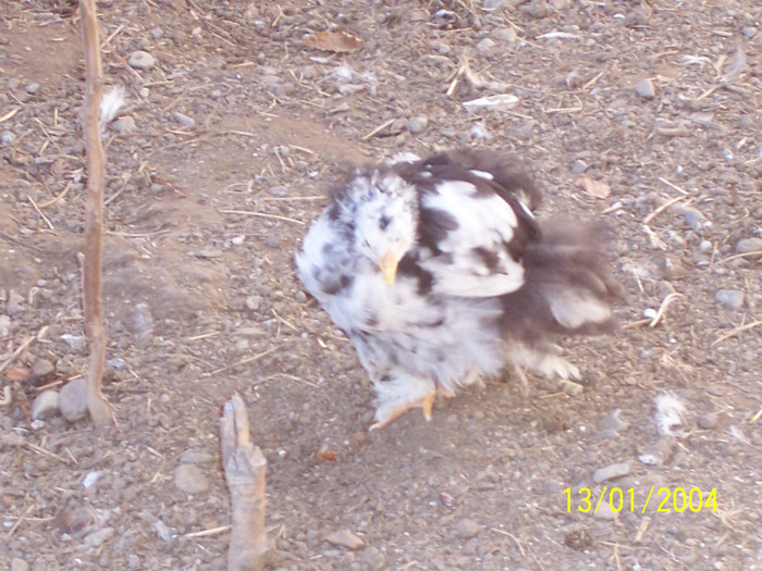 100_3320 - Pui 2011