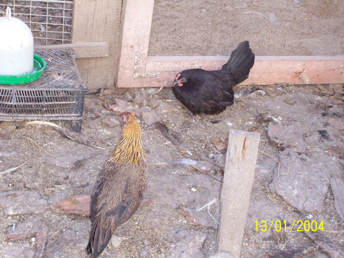 100_3340 - Pui 2011