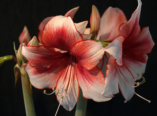 Charisma - a De vanzare Hippeastrum Amaryllis