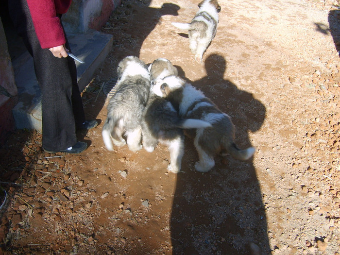 S5008968 - Pui Saint-Bernard de vanzare- s-au vandut