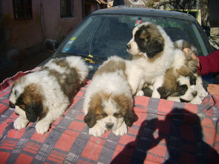 S5008976 - Pui Saint-Bernard de vanzare- s-au vandut