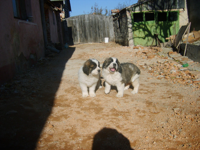 S5008986 - Pui Saint-Bernard de vanzare- s-au vandut