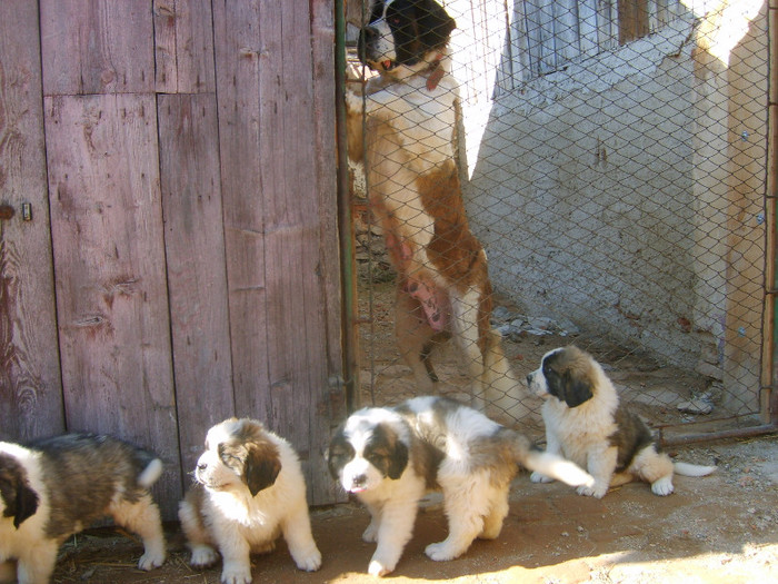 S5008989 - Pui Saint-Bernard de vanzare- s-au vandut