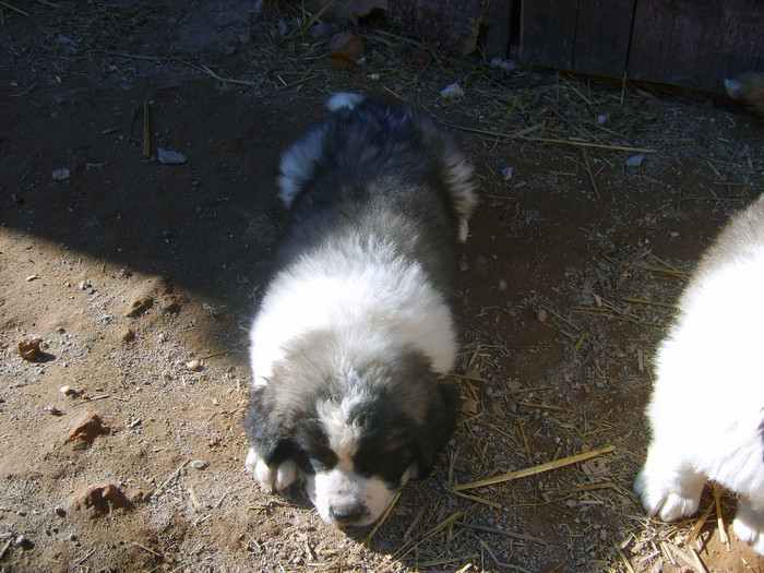 S5008991 - Pui Saint-Bernard de vanzare- s-au vandut