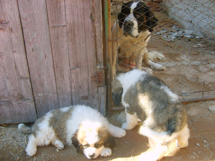 S5008992 - Pui Saint-Bernard de vanzare- s-au vandut