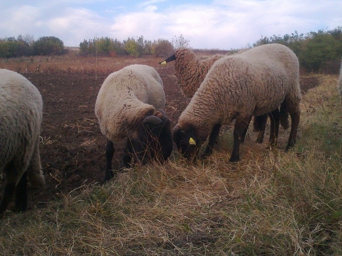 0029 - oi sarbesti si bulgaresti 2011
