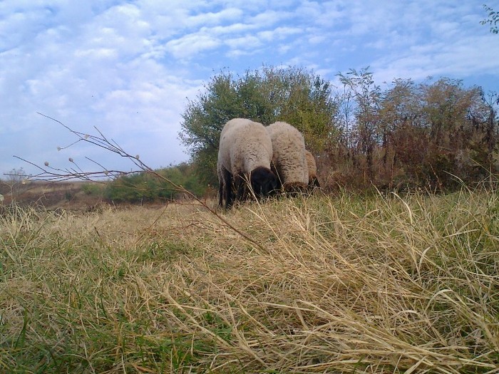 0095 - oi sarbesti si bulgaresti 2011