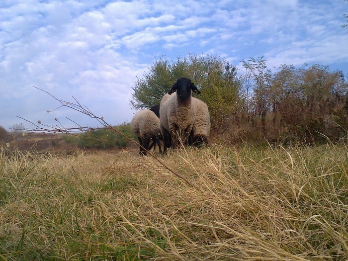 0096 - oi sarbesti si bulgaresti 2011