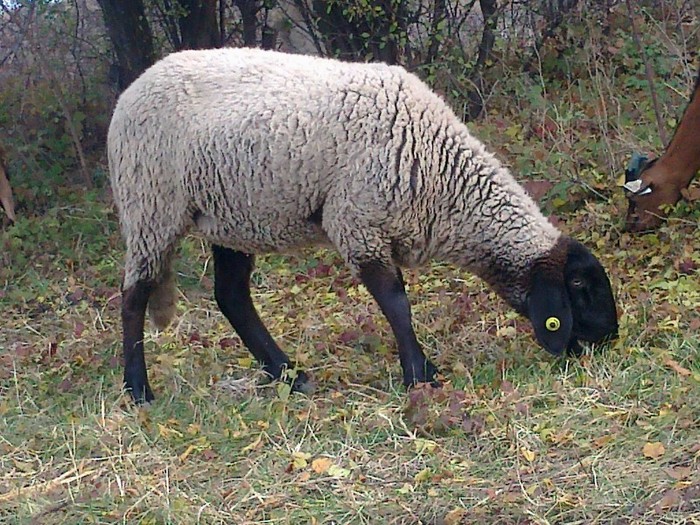 0104 - oi sarbesti si bulgaresti 2011