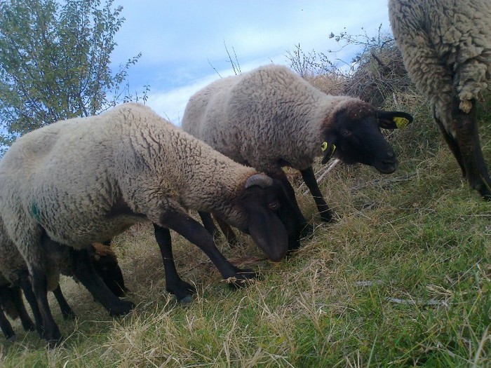 Fotografie0690 - oi sarbesti si bulgaresti 2011