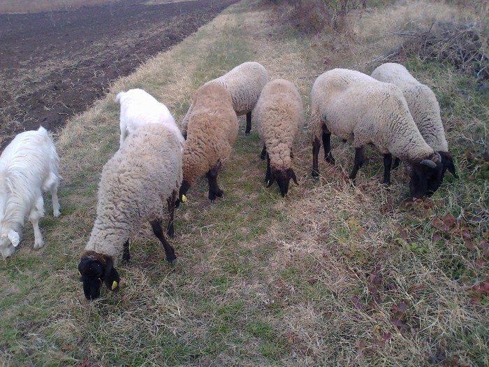Fotografie0701 - oi sarbesti si bulgaresti 2011