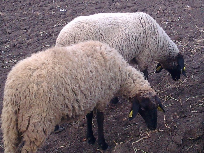 Fotografie0731 - oi sarbesti si bulgaresti 2011