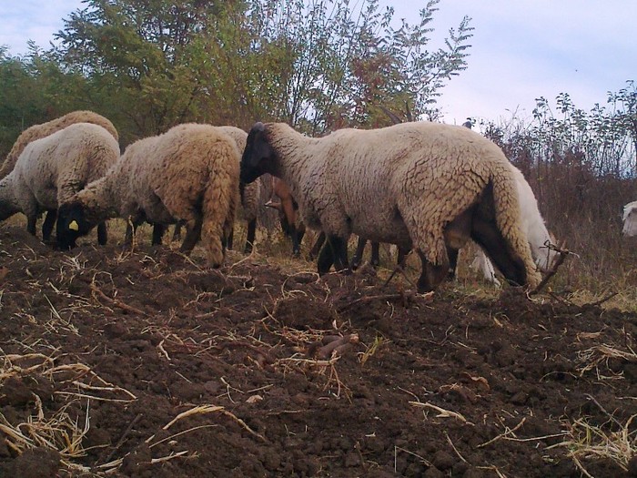 Fotografie0739 - oi sarbesti si bulgaresti 2011