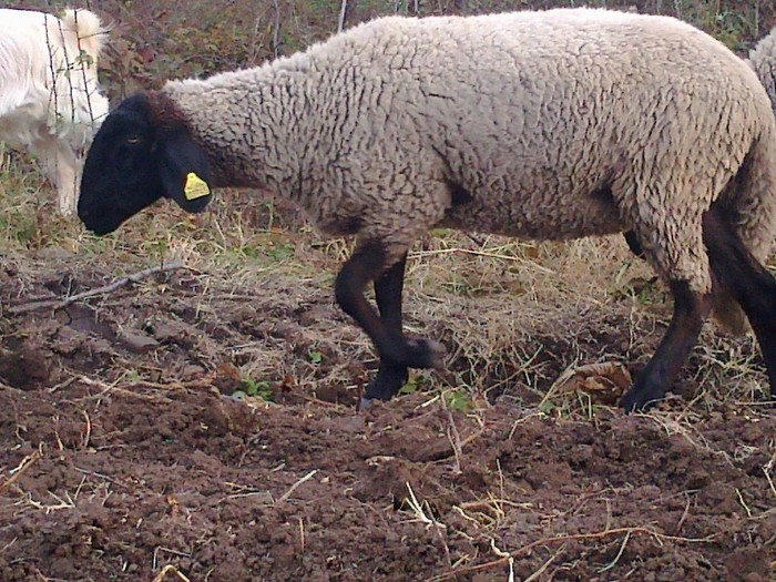 Fotografie0759 - oi sarbesti si bulgaresti 2011