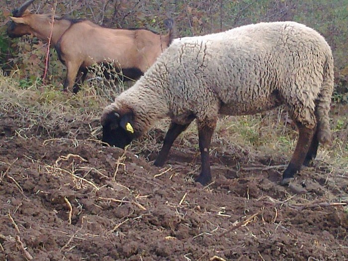 Fotografie0760 - oi sarbesti si bulgaresti 2011