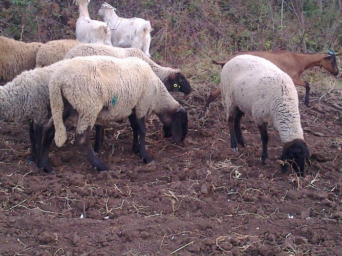 Fotografie0773 - oi sarbesti si bulgaresti 2011