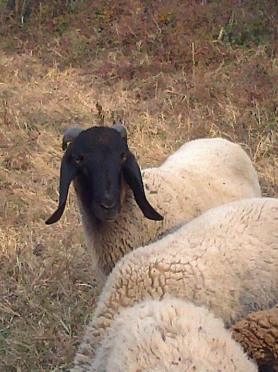 Fotografie0805 - oi sarbesti si bulgaresti 2011