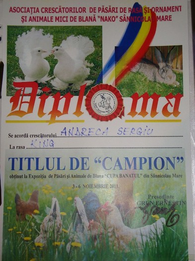 titlu de campion cupa banatului; titlu de campion cupa banatului
