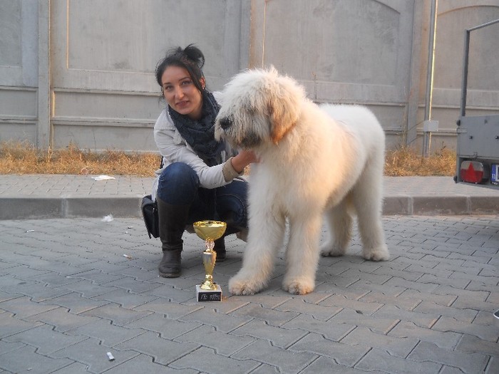 Caraiman Rez.Best Puppy in Show CACIB Craiova - Ciobanesc Mioritic Caraiman