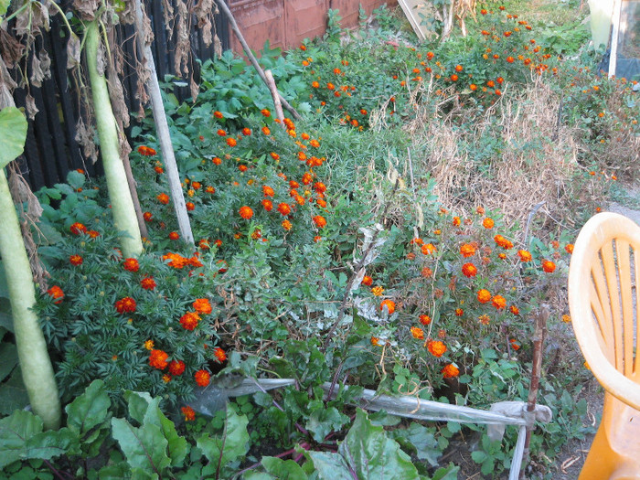 Craitele au ramas pe baricade,oct.2011; Craitele puse ca plante sanitar in jurul parcelei de fasole
