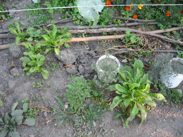 Noi plantute de cimbru si galbenele,oct.2011 - Gradina noastra 2011