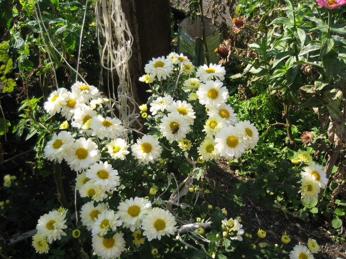 A inflorit tufanica,oct.2011 - Gradina noastra 2011