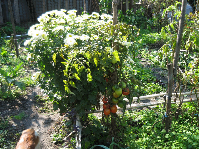 O tufanica si un fir de rosie bogat,oct.2011 - Gradina noastra 2011