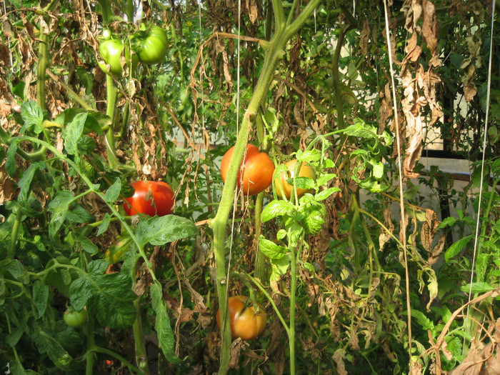 Recolta noua de rosii in solar,oct.2011 - Gradina noastra 2011