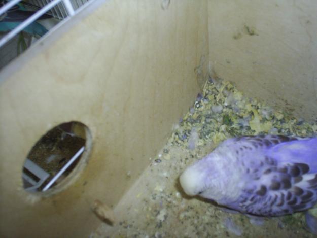 1298188983_168600835_1-vand-papagali-perusi-pui-si-colivii-dristor