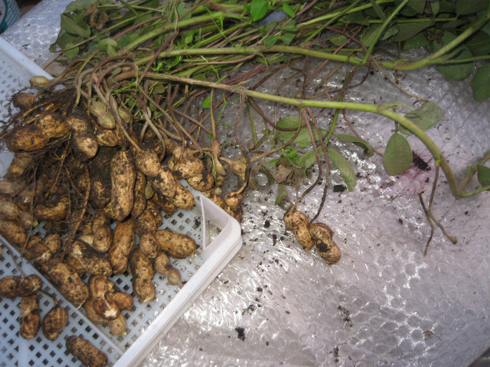 Recolta de arahide,oct.2011; Am avut doua tufe,am vazut ce ar trebui sa fac pentru o recolta mai buna
