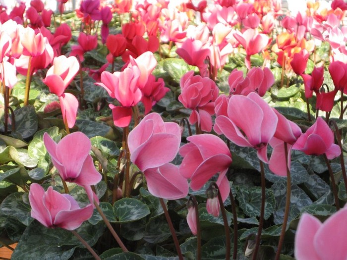 cyclamen_4299