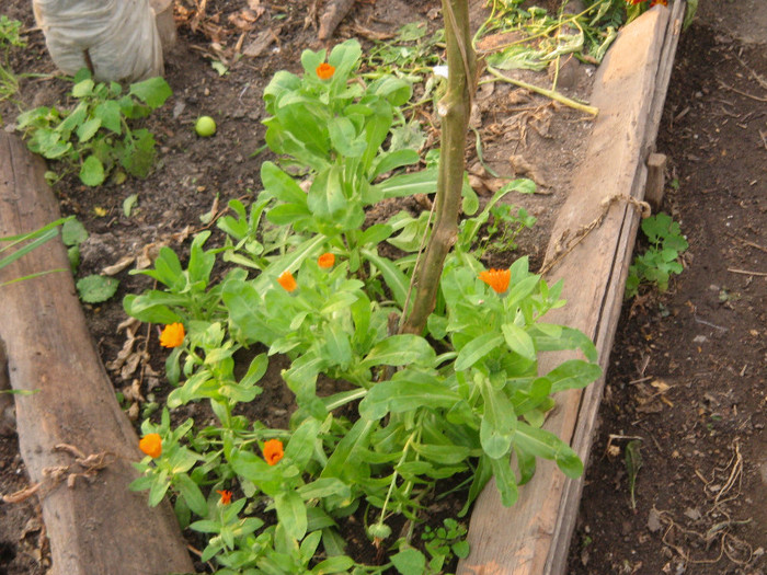 Galbenele din nou in solar,nov.2011 - Flori in gradina de legume 2011