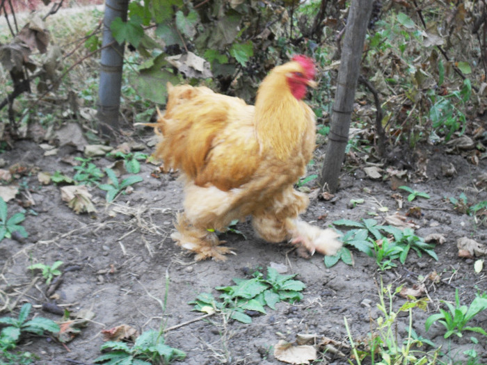 SDC12221 - COCHINCHINA GALBEN