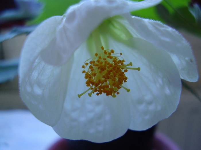  - abutilon