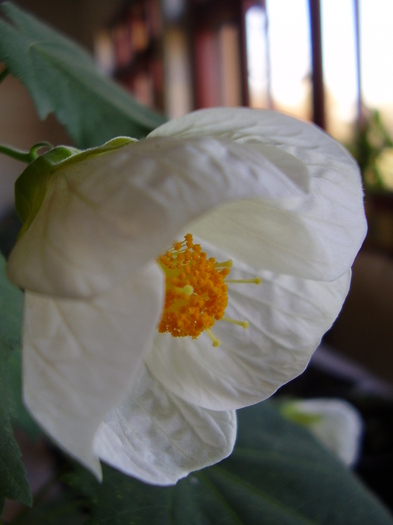  - abutilon