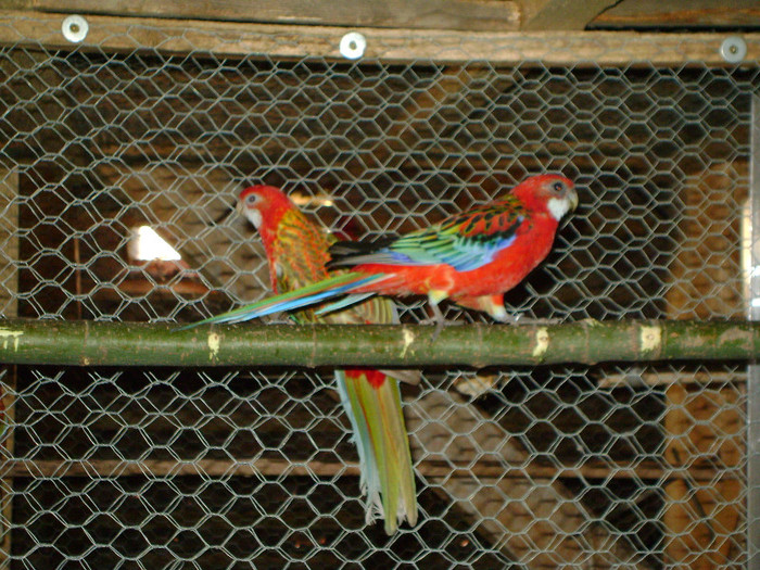 Picture 139 - Rosella-Rubin-Scortisoara