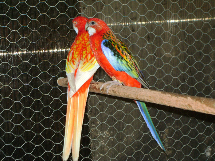 Picture 152 - Rosella-Rubino si Rubin