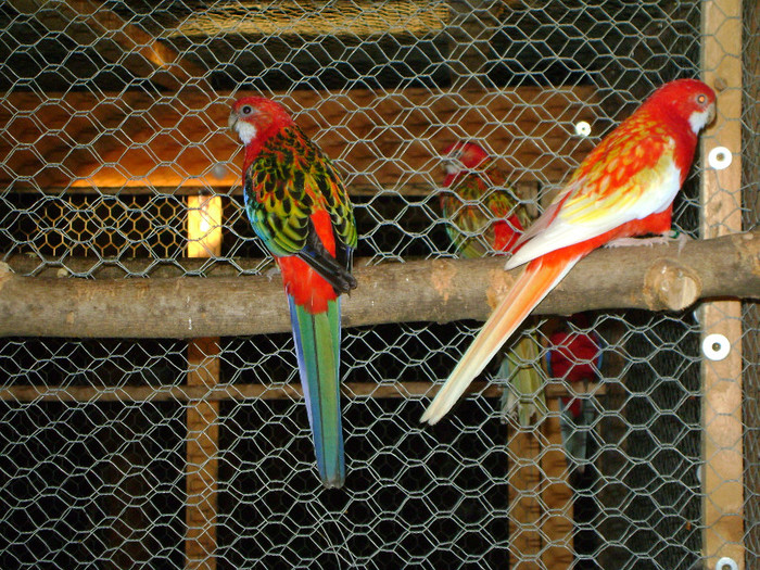 Picture 125 - Rosella-Rubino si Rubin