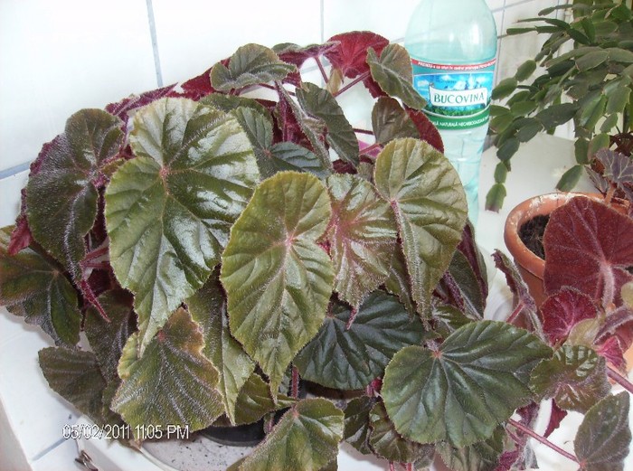 begonia var siver queen - amintiri 2010- 2011