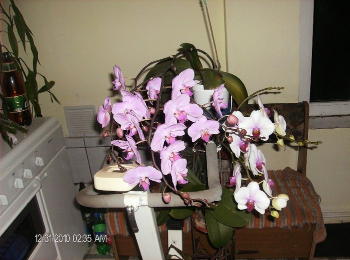 phalaenopsisi - flori 2011