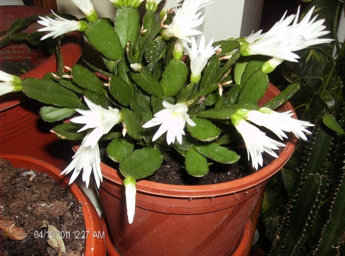 Rhipsalidopsis ( cactusul Pastelui) - flori 2011
