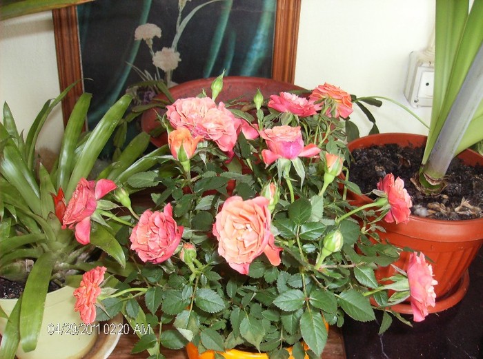 Mini Rose rosu si portocaliu - flori 2011