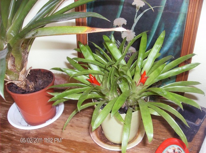 Guzmania lingulata rosu si visiniu - flori 2011