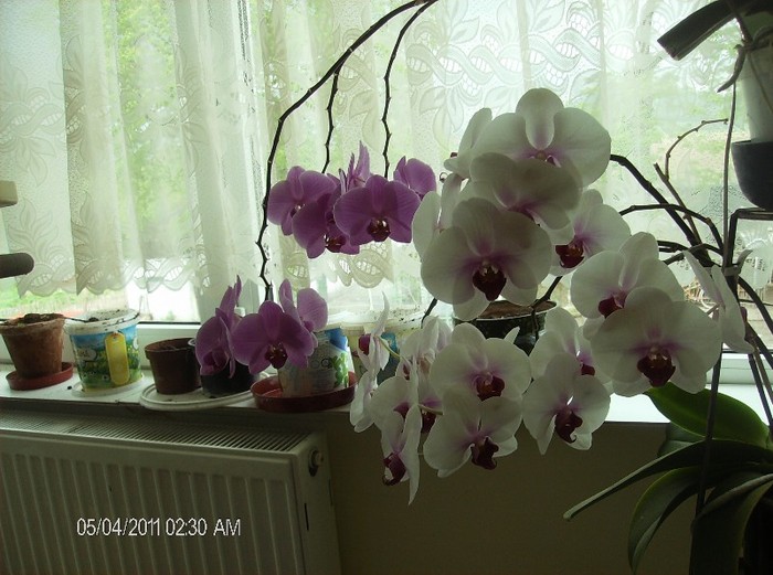 Phalaenopsisi - flori 2011