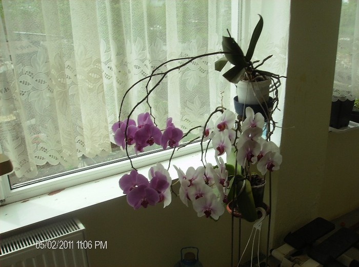Phalaenopsis mov cu alb si alb cu mov