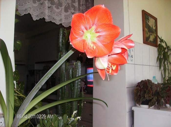Amarylis portocaliu - flori 2011