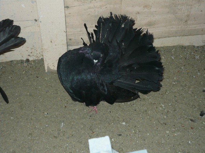 mascul matca - VOLTATI UNICOLOR NEGRII