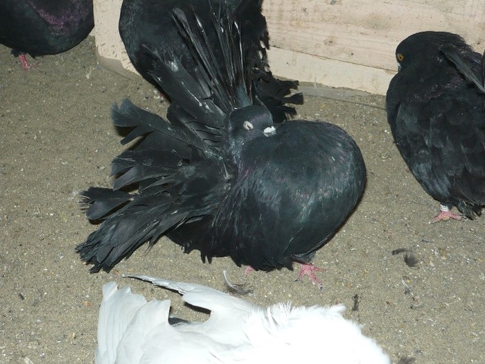 mascul matca; mascul unicolor matca
