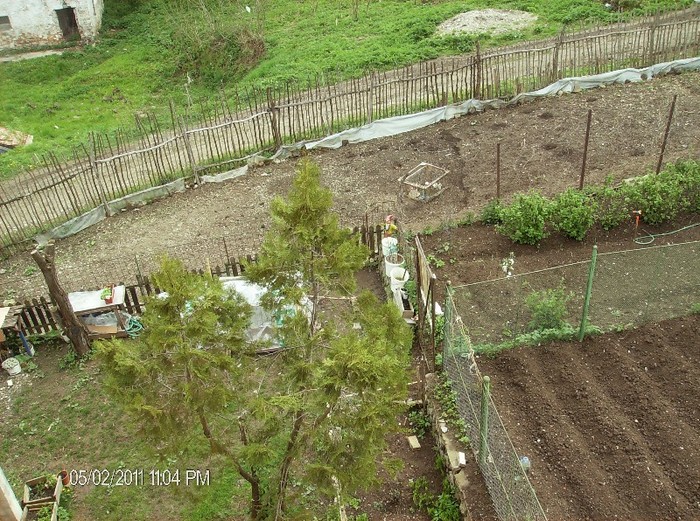 gradina langa bloc - rasaduri si flori 2011