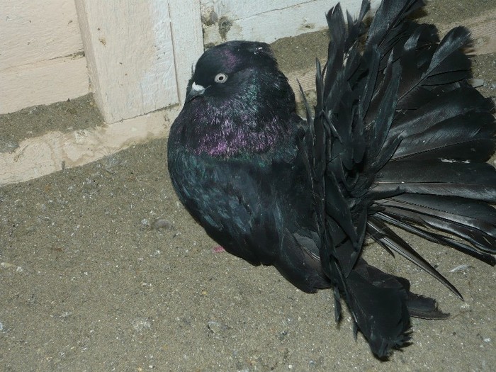 mascul matca; mascul matca
